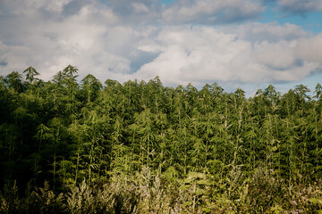 Side on of the canopy of hemp plants growing at a legal hemp farm in Pembrokeshire, Wales. 