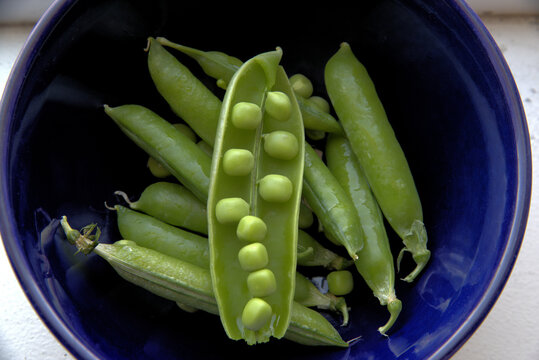 Close up of garden fresh peas, with one already shelled showing the veggie orbs in the green pod.