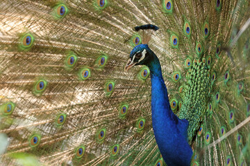 Fototapeta premium Common peacock - portrait view, Pavo cristatus