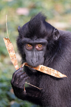Closeup portrait of Crested Macaque, Macaca Nigra