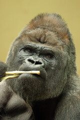Obraz premium Portrait of Western Lowland Gorilla on blurred beige background