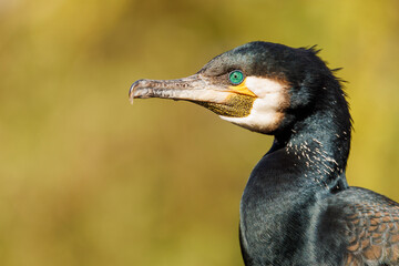 Portrait of Great Cormorant, Phalacrocorax carbo