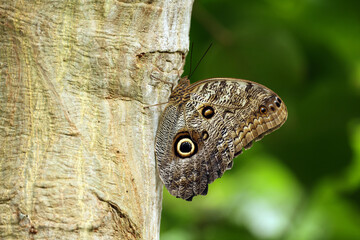 Caligo atreus butterfly perching on tree bark