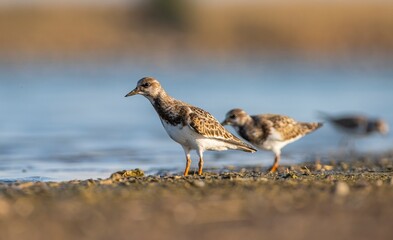 Ruddy Turnstone (Arenaria interpres) Aysa, Australia, spreads in Europe, America and Africa, but is rare. It is a migratory bird and is known to breed in the Northern hemisphere.