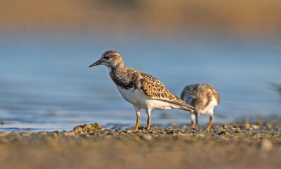 Ruddy Turnstone (Arenaria interpres) Aysa, Australia, spreads in Europe, America and Africa, but is rare. It is a migratory bird and is known to breed in the Northern hemisphere.