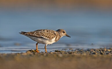 Ruddy Turnstone (Arenaria interpres) Aysa, Australia, spreads in Europe, America and Africa, but is rare. It is a migratory bird and is known to breed in the Northern hemisphere.