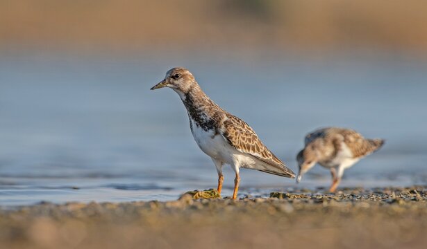 Ruddy Turnstone (Arenaria interpres) Aysa, Australia, spreads in Europe, America and Africa, but is rare. It is a migratory bird and is known to breed in the Northern hemisphere.