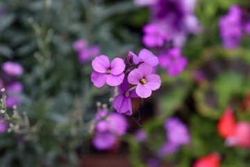 Erysimum ‘Bowles’s Mauve’ in Bloom © LondonPlantExplorer