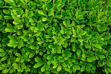 Fototapeta na wymiar Abstract Leaves Pattern on Green Textured Wall Background. Green leaf texture. Leaf texture tropical background. Green Leaves Texture Background. Natural leaves plants