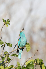 The European roller or Eurasian roller (Coracias garrulus).