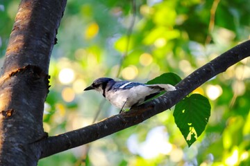 Perched Blue-Jay