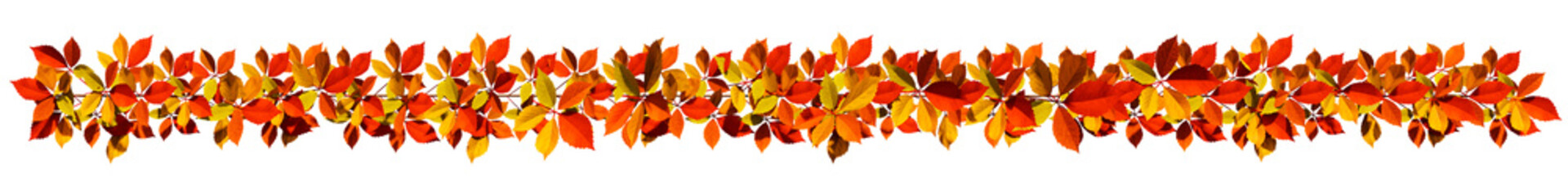 Line-shaped creeper (actinidia kolomikta) in autumn, Realistic 3d modeling