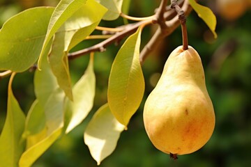 Ripe yellow pears on tree branch with green leaves in fruit garden, close-up.