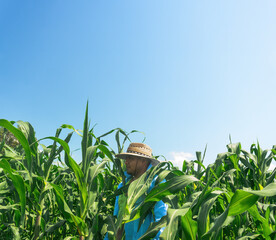 Rural Identity: Portrait of a Latino Farmer in His Cornfield