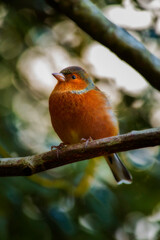Chaffinch 