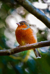 Chaffinch 