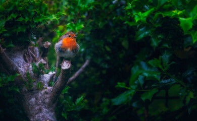 Robin on branch