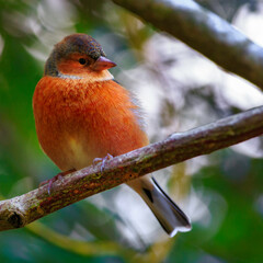 Chaffinch on branch