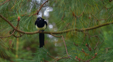 Magpie on branch