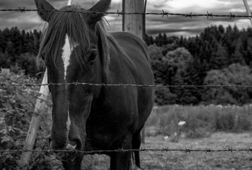 horses in the farm