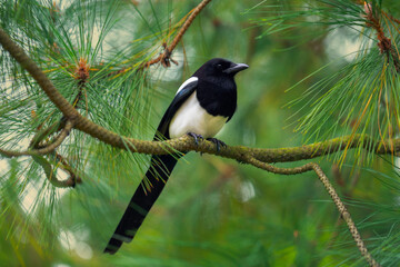 Magpie on branch