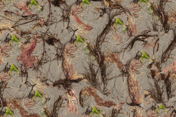 Background of sand and unusyual coloured seaweed