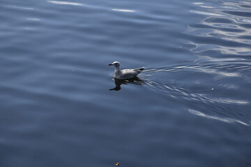 Möwe im Wasser der Alster in Hamburg