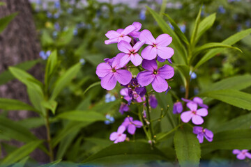 small lilac flowers on background of green grass.