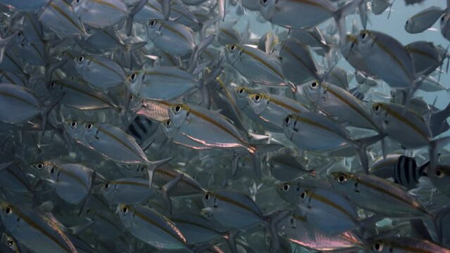 A large school of Yellowstripe Scad (Selaroides leptolepis), ripples and sways in the sunlight in the blue water, Raja Ampat, Indonesia, Asia