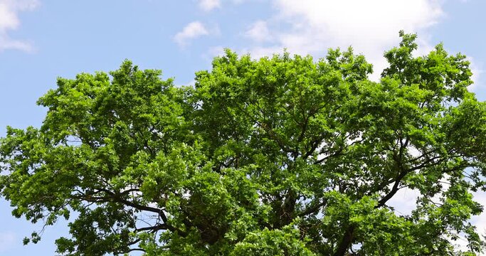 old tall oak with green foliage during drought, old oak in the hot summer season