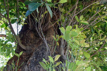 tronco de arvore grande em detalhes