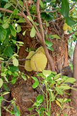 jacas no tronco de sua arvores