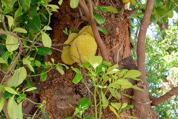 jacas no tronco de sua arvores