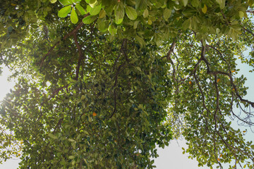 copa de arvore grande vista de sua base