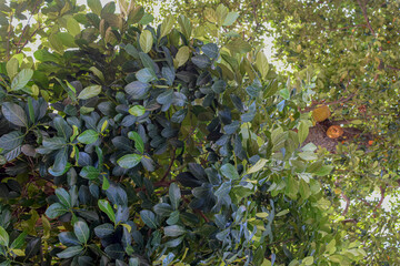 folhas verdes de arvore grande