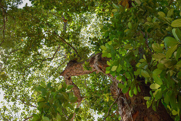 copa etronco de arvore grande vista de sua base