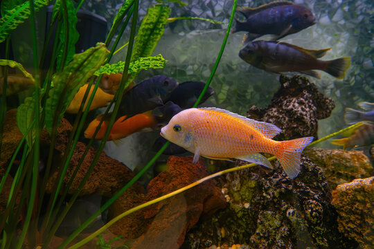 Pseudotropheus zebra, red african cichlid mbuna swimming in aquarium water wtih decor. Famous fresh water fish for aquarium hobby. Aquatic organism, underwater life, aquarium pet