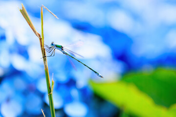 イトトンボ © makieni