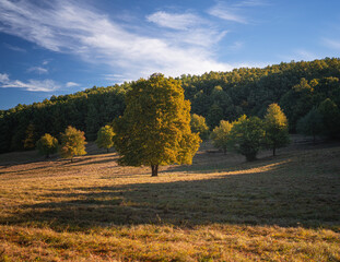 Naklejka premium Pathway in the forest in autumn