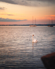 Fantastic sunset over lake Balaton with swan
