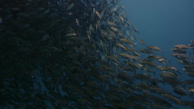 A large school of Yellowstripe Scad (Selaroides leptolepis), ripples and sways in the sunlight in the blue water, Raja Ampat, Indonesia, Asia