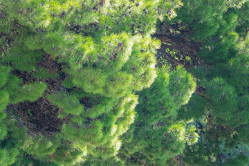 Lush overgrown canopies of pine trees full of cones and vibrant green needles
