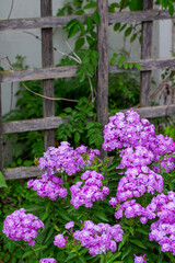 Fototapeta na wymiar Close up garden view of bright purple garden phlox flowers in an outdoor garden, view of a rustic trellis.