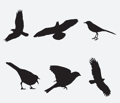 Vector Collection of Bird Silhouettes