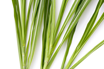 Sugar cane leaves on white background.