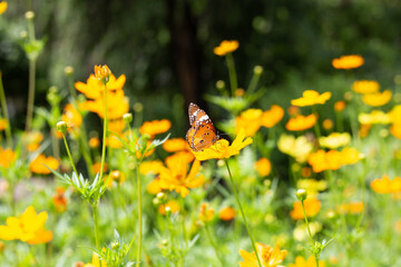 Butterfly with orange sulfur cosmos or yellow cosmos flower.