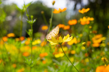 Butterfly with orange sulfur cosmos or yellow cosmos flower.