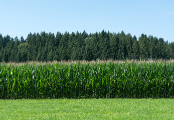 Obraz premium Maisfeld vor dem Wald im Allgäu