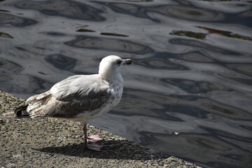Möwe am Ufer der Alster in Hamburg