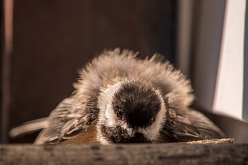 black capped chickadee resting